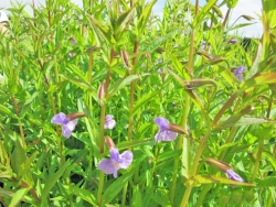 Blaue Gauklerblume - Mimulus ringens